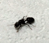 Hormiga sin identificar