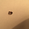 posible themnothorax? ni idea