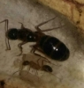identificación hormiga reina con 3 líneas amarillas
