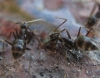 desconocido5