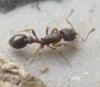 desconocido2
