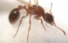 ix_reina temnothorax