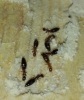 reina