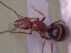 Formica sp, Sierra de Carrascoy 10-Junio
