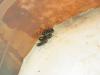 formica sp