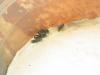 formica sp
