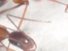 formica?2