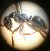 Formica sp. (4)