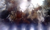 Formica de inurria_3