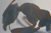 Formica rufibarbis 20150721 o (13rt)