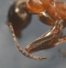 Formica rufibarbis 20150721 o (1rt)