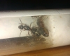 formica sp 3