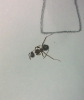 nurse muerta formica sp