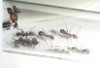 desconacida1