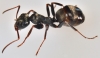 formica exclava de sanguinea