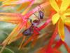 Formica sp sobre flor de azafr�n.