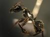 �Formica gagates?