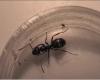 formica sin identificar