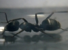 camponotus?