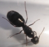 reina formica