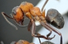 F. rufa