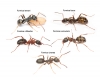 Obreras formica