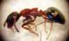 �Dolichoderus quadripunctatus?