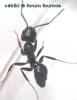 obreja Tapinoma erraticum