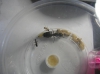Nacimiento de una hormiga 5