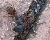 Camponotus