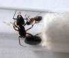 Camponotus Herculeanus 2011