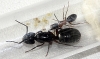 Camponotus Herculeanus 2011