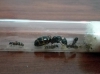 Camponotus Herculeanus