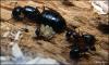 joven colonia de Camponotus Herculaenus