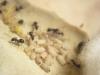 lasius de Ankxo