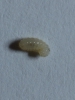 Larva lasius 1