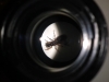 lasius