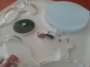 Lasius 2