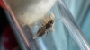 lasius1_1_2