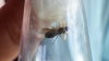 lasius1_4