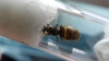 lasius2_3
