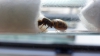 lasius2_5