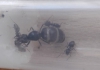 Lasius1