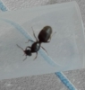 Lasius01