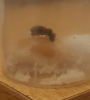 Lasius excavando en pan