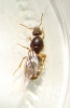 ix reina lasius2