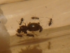 Jorgettemo Identific