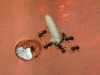 Lasius Vs tenebrio