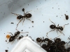 Ant