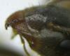 Tapinoma?